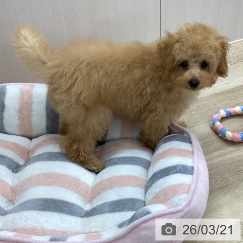 トイ・プードルの写真