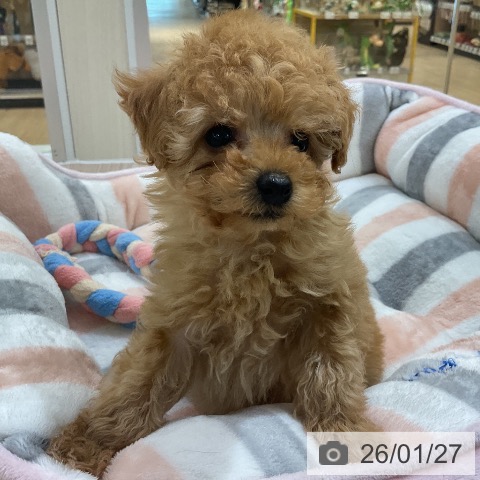愛知県のトイプードル(トイ) (ペットプラス ナゴヤドーム前店/2025年11月27日生まれ/男の子/アプリコット)の子犬の4枚目の画像