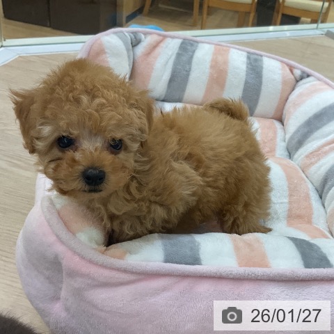 愛知県のトイプードル(トイ) (ペットプラス ナゴヤドーム前店/2025年11月27日生まれ/男の子/アプリコット)の子犬の3枚目の画像