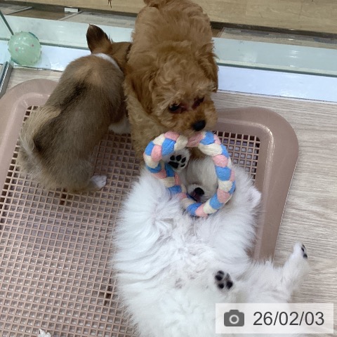 愛知県のトイプードル(トイ) (ペットプラス ナゴヤドーム前店/2025年11月27日生まれ/男の子/アプリコット)の子犬の3枚目の画像
