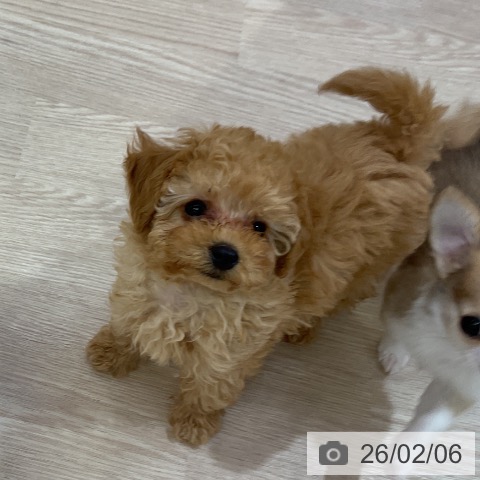 愛知県のトイプードル(トイ) (ペットプラス ナゴヤドーム前店/2025年11月27日生まれ/男の子/アプリコット)の子犬の3枚目の画像