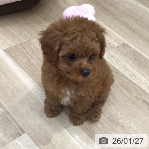 岐阜県のトイプードル(トイ) (ペットプラス 各務原店/2025年11月27日生まれ/女の子/アプリコット)の子犬の4枚目の画像
