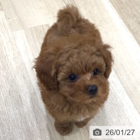 岐阜県のトイプードル(トイ) (ペットプラス 各務原店/2025年11月27日生まれ/女の子/アプリコット)の子犬の3枚目の画像