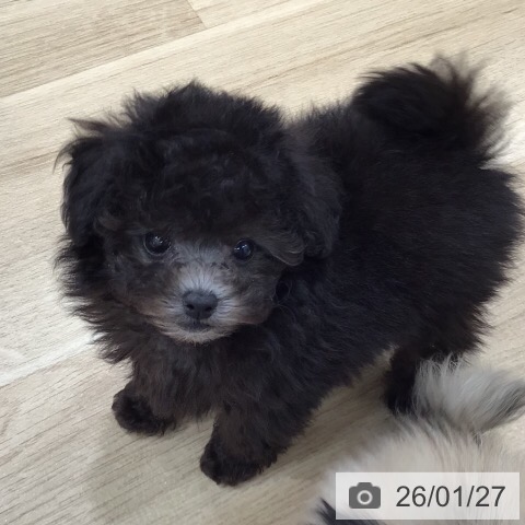 岐阜県のトイプードル(トイ) (ペットプラス 各務原店/2025年11月27日生まれ/男の子/シルバー)の子犬の4枚目の画像