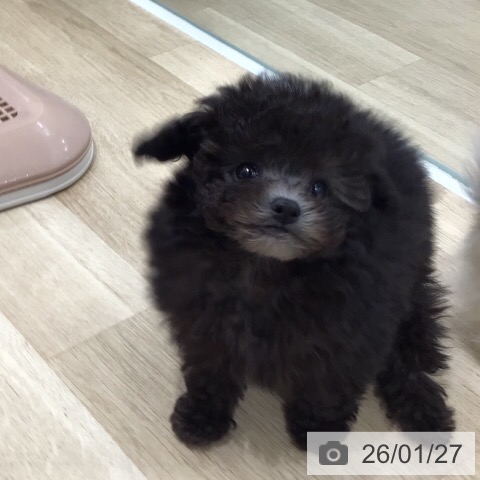 岐阜県のトイプードル(トイ) (ペットプラス 各務原店/2025年11月27日生まれ/男の子/シルバー)の子犬の3枚目の画像