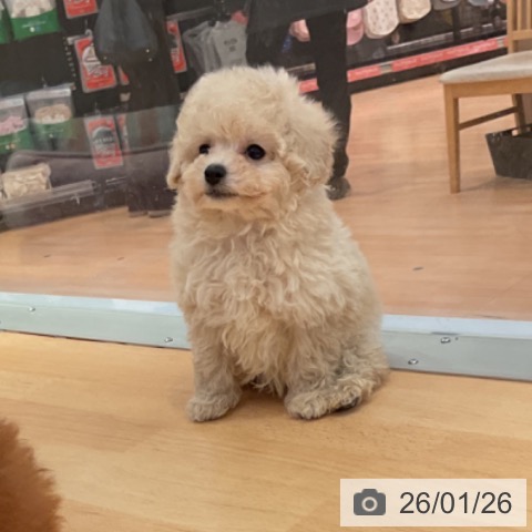 愛知県のトイプードル(トイ) (ペットプラス 名古屋茶屋店/2025年11月27日生まれ/男の子/クリーム)の子犬の4枚目の画像