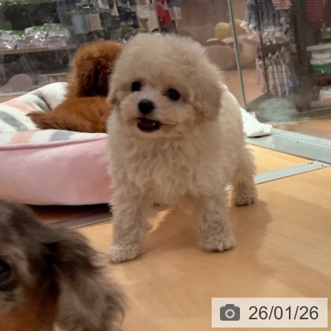 愛知県のトイプードル(トイ) (ペットプラス 名古屋茶屋店/2025年11月27日生まれ/男の子/クリーム)の子犬の3枚目の画像