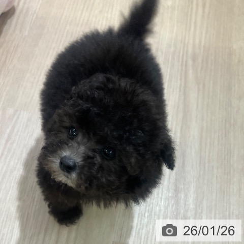 愛知県のトイプードル(トイ) (ペットプラス ナゴヤドーム前店/2025年11月27日生まれ/女の子/シルバー)の子犬の4枚目の画像