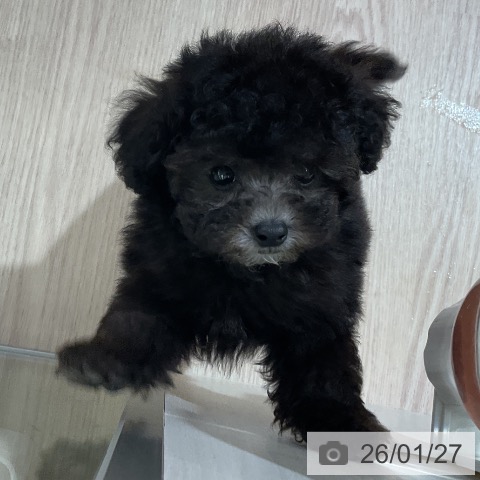 愛知県のトイプードル(トイ) (ペットプラス ナゴヤドーム前店/2025年11月27日生まれ/女の子/シルバー)の子犬の3枚目の画像