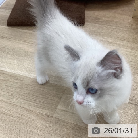 愛知県のラグドール (ペットプラス 豊橋牧野店/2025年11月25日生まれ/男の子/ブルーポイントバイカラー)の子猫の4枚目の画像