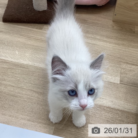愛知県のラグドール (ペットプラス 豊橋牧野店/2025年11月25日生まれ/男の子/ブルーポイントバイカラー)の子猫の3枚目の画像