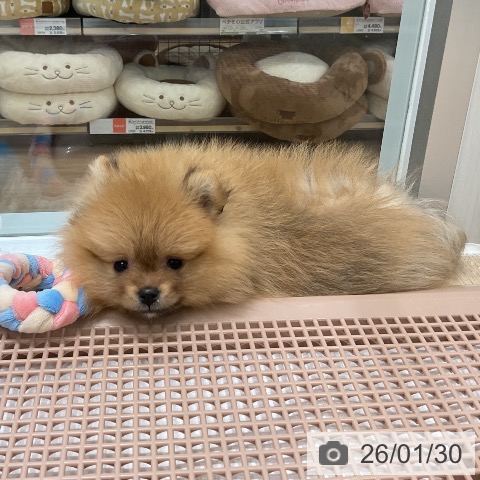 ポメラニアンの写真