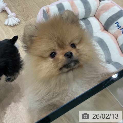 ポメラニアンの写真