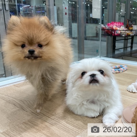 ポメラニアンの写真