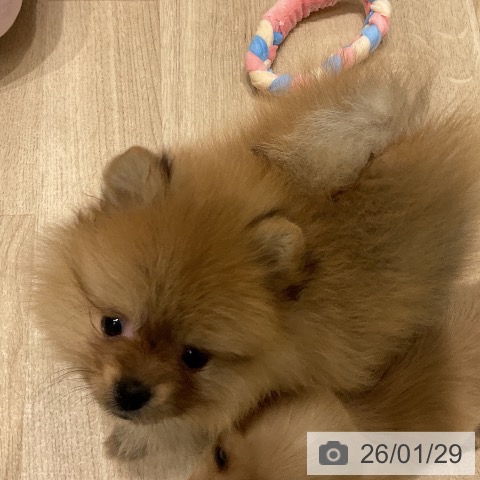 三重県のポメラニアン (ペットプラス 鈴鹿店/2025年11月28日生まれ/女の子/オレンジセーブル)の子犬の4枚目の画像