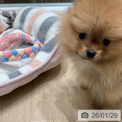 三重県のポメラニアン (ペットプラス 鈴鹿店/2025年11月28日生まれ/女の子/オレンジセーブル)の子犬の3枚目の画像