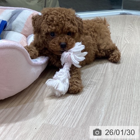 富山県のトイプードル(トイ) (ペットプラス 高岡店/2025年11月25日生まれ/女の子/レッドフォーン)の子犬の3枚目の画像