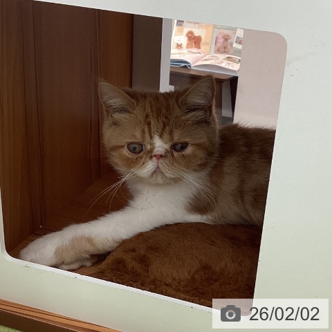 大阪府のエキゾチック (ペットプラス ららぽーと和泉店/2025年10月26日生まれ/男の子/レッドタビーホワイト)の子猫の3枚目の画像