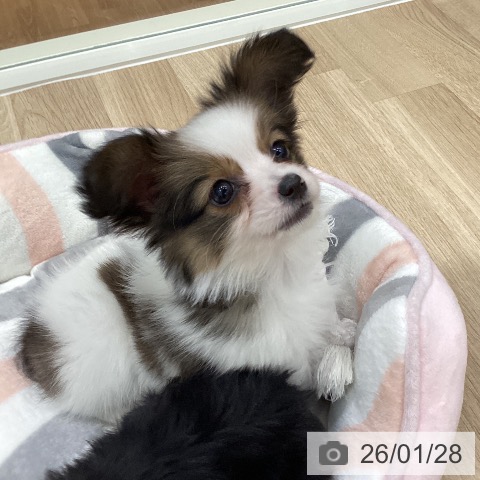 岐阜県のパピヨン (ペットプラス 各務原店/2025年11月28日生まれ/男の子/ホワイトブラウン)の子犬の4枚目の画像