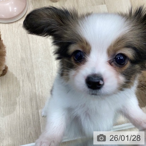 岐阜県のパピヨン (ペットプラス 各務原店/2025年11月28日生まれ/男の子/ホワイトブラウン)の子犬の3枚目の画像