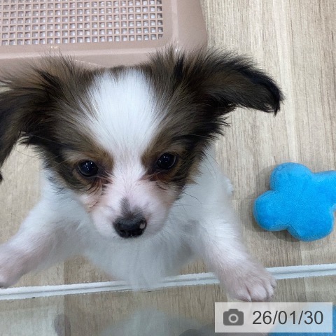 岐阜県のパピヨン (ペットプラス 各務原店/2025年11月28日生まれ/男の子/ホワイトブラウン)の子犬の3枚目の画像