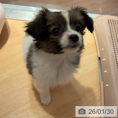 愛知県のパピヨン (ペットプラス 名古屋茶屋店/2025年11月28日生まれ/女の子/ホワイトブラウン)の子犬の4枚目の画像