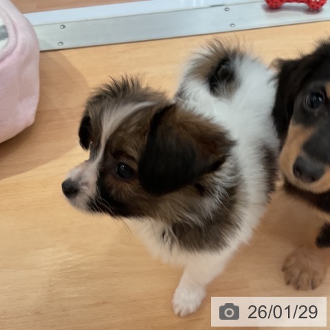 愛知県のパピヨン (ペットプラス 名古屋茶屋店/2025年11月28日生まれ/女の子/ホワイトブラウン)の子犬の3枚目の画像