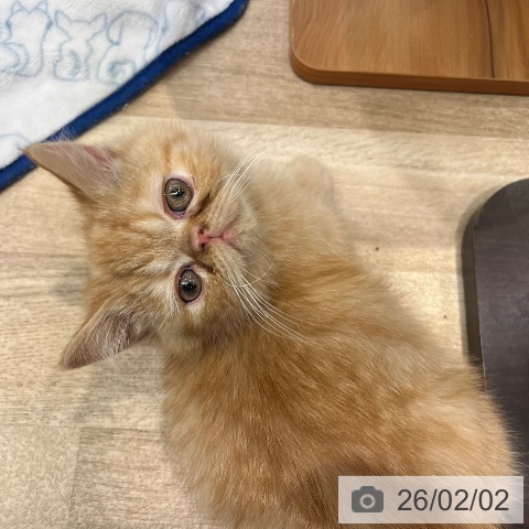 大阪府のエキゾチック (ペットプラス イオン大日店/2025年11月18日生まれ/男の子/レッドタビー)の子猫の3枚目の画像