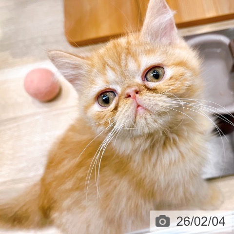 大阪府のエキゾチック (ペットプラス イオン大日店/2025年11月18日生まれ/男の子/レッドタビー)の子猫の4枚目の画像