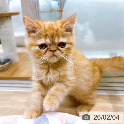 大阪府のエキゾチック (ペットプラス イオン大日店/2025年11月18日生まれ/男の子/レッドタビー)の子猫の3枚目の画像