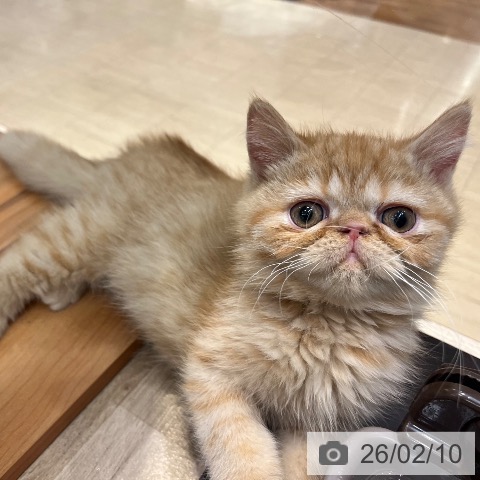 大阪府のエキゾチック (ペットプラス イオン大日店/2025年11月18日生まれ/男の子/レッドタビー)の子猫の3枚目の画像