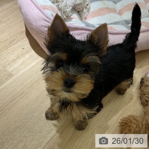 愛知県のヨークシャーテリア (ペットプラス イオンモール豊川店/2025年11月26日生まれ/男の子/スチールブルータン)の子犬の3枚目の画像