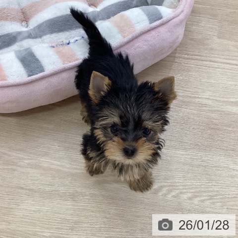 愛知県のヨークシャーテリア (ペットプラス ナゴヤドーム前店/2025年11月26日生まれ/男の子/スチールブルータン)の子犬の4枚目の画像