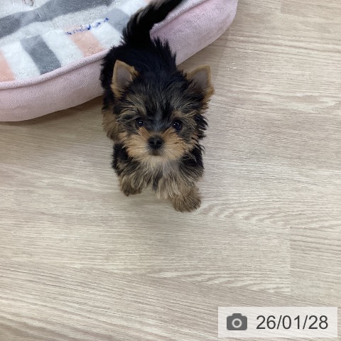 愛知県のヨークシャーテリア (ペットプラス ナゴヤドーム前店/2025年11月26日生まれ/男の子/スチールブルータン)の子犬の3枚目の画像