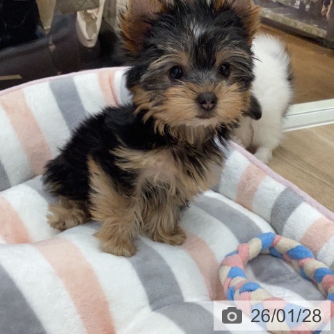 岐阜県のヨークシャーテリア (ペットプラス 各務原店/2025年11月26日生まれ/女の子/スチールブルータン)の子犬の4枚目の画像