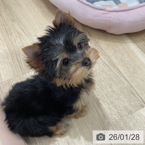 岐阜県のヨークシャーテリア (ペットプラス 各務原店/2025年11月26日生まれ/女の子/スチールブルータン)の子犬の3枚目の画像