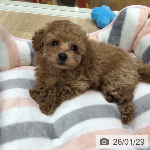 岐阜県のトイプードル(トイ) (ペットプラス 各務原店/2025年11月27日生まれ/男の子/アプリコット)の子犬の4枚目の画像