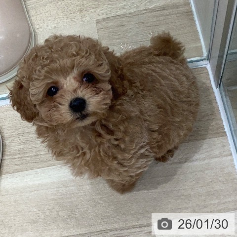 トイ・プードルの写真