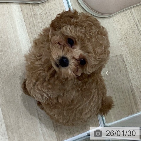 トイ・プードルの写真