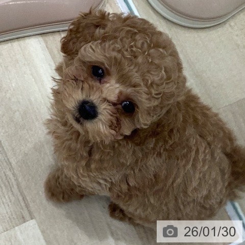 トイ・プードルの写真