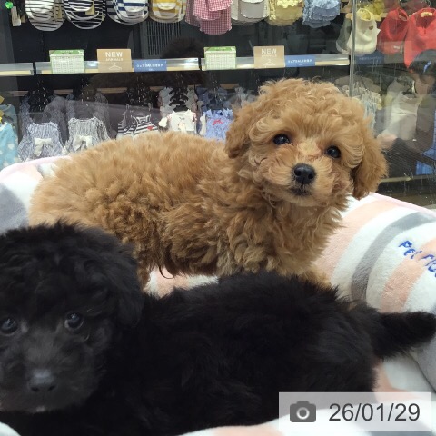 岐阜県のトイプードル(トイ) (ペットプラス 各務原店/2025年11月27日生まれ/男の子/アプリコット)の子犬の3枚目の画像