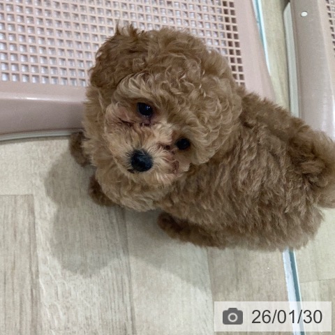 トイ・プードルの写真