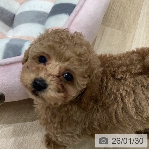 岐阜県のトイプードル(トイ) (ペットプラス 各務原店/2025年11月27日生まれ/男の子/アプリコット)の子犬の4枚目の画像