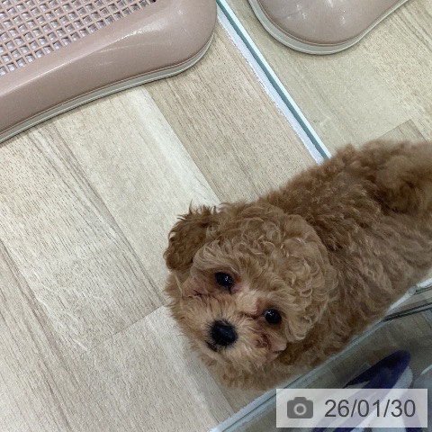 岐阜県のトイプードル(トイ) (ペットプラス 各務原店/2025年11月27日生まれ/男の子/アプリコット)の子犬の3枚目の画像