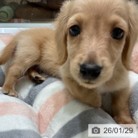 三重県のカニンヘンダックスフンド(ロング) (ペットプラス 鈴鹿店/2025年11月28日生まれ/男の子/イエロー)の子犬の4枚目の画像