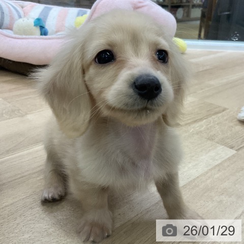 愛知県のカニンヘンダックスフンド(ロング) (ペットプラス mozoワンダーシティ店/2025年11月28日生まれ/男の子/イエロー)の子犬の4枚目の画像