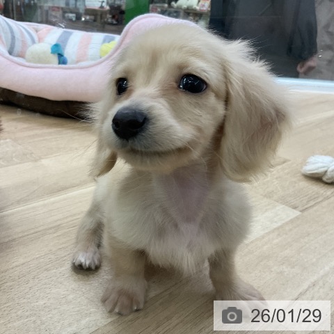 愛知県のカニンヘンダックスフンド(ロング) (ペットプラス mozoワンダーシティ店/2025年11月28日生まれ/男の子/イエロー)の子犬の3枚目の画像