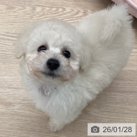 石川県のトイプードル(トイ) (ペットプラス 白山店/2025年11月28日生まれ/男の子/ホワイト)の子犬の3枚目の画像