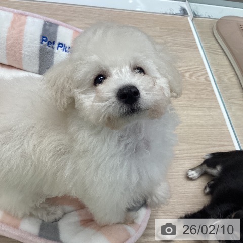 石川県のトイプードル(トイ) (ペットプラス 白山店/2025年11月28日生まれ/男の子/ホワイト)の子犬の4枚目の画像