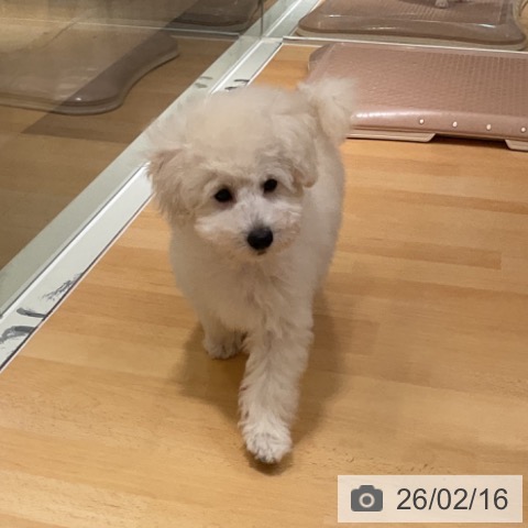 石川県のトイプードル(トイ) (ペットプラス 新小松店/2025年11月28日生まれ/男の子/ホワイト)の子犬の4枚目の画像